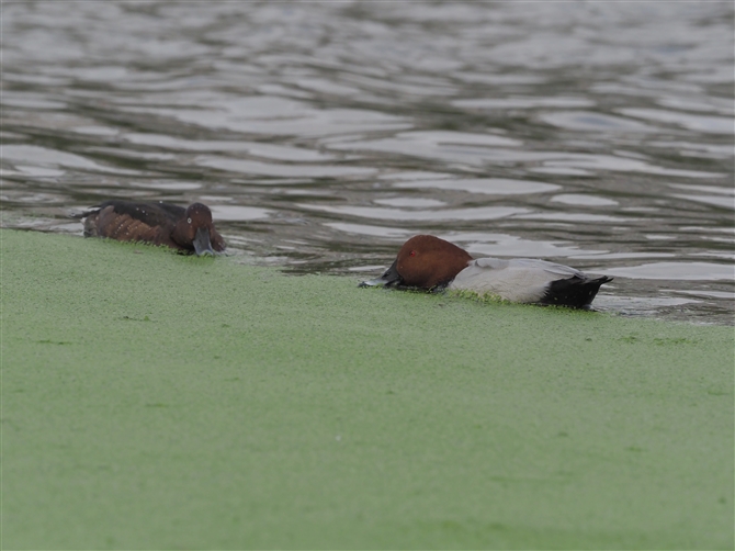 WK,Ferruginous Duck